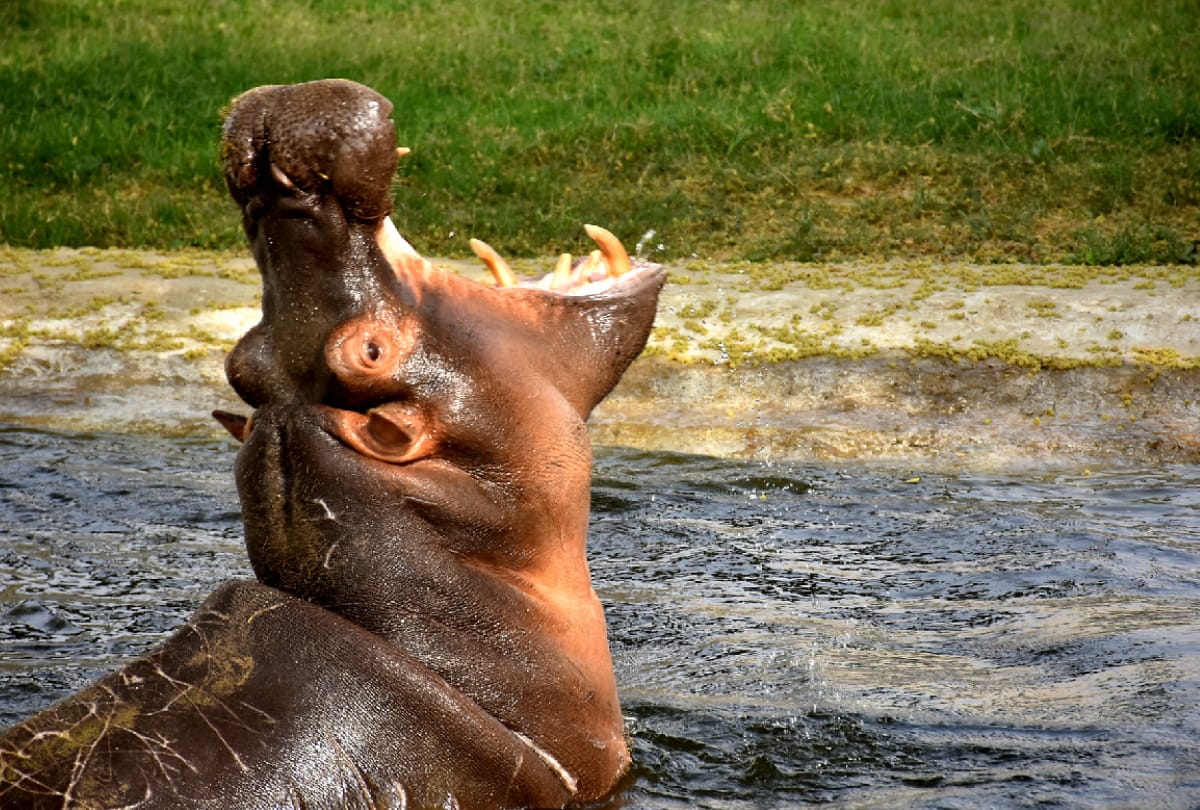 CM Yogi orders to children of council schools will visit Gorakhpur zoo for free