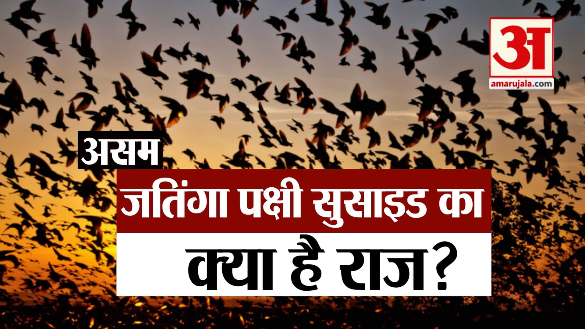 जतिंगा पक्षी आत्महत्या