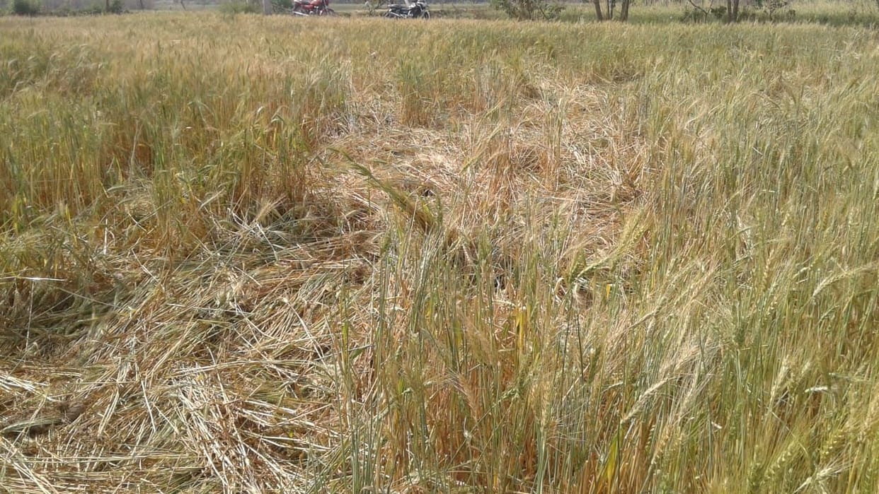 Elephants thrashed wheat and sugarcane crops in Sahuwala