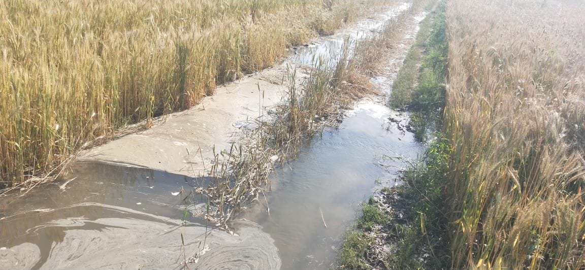 20 acres of wheat crop filled with water due to breakdown of Ranila Minor