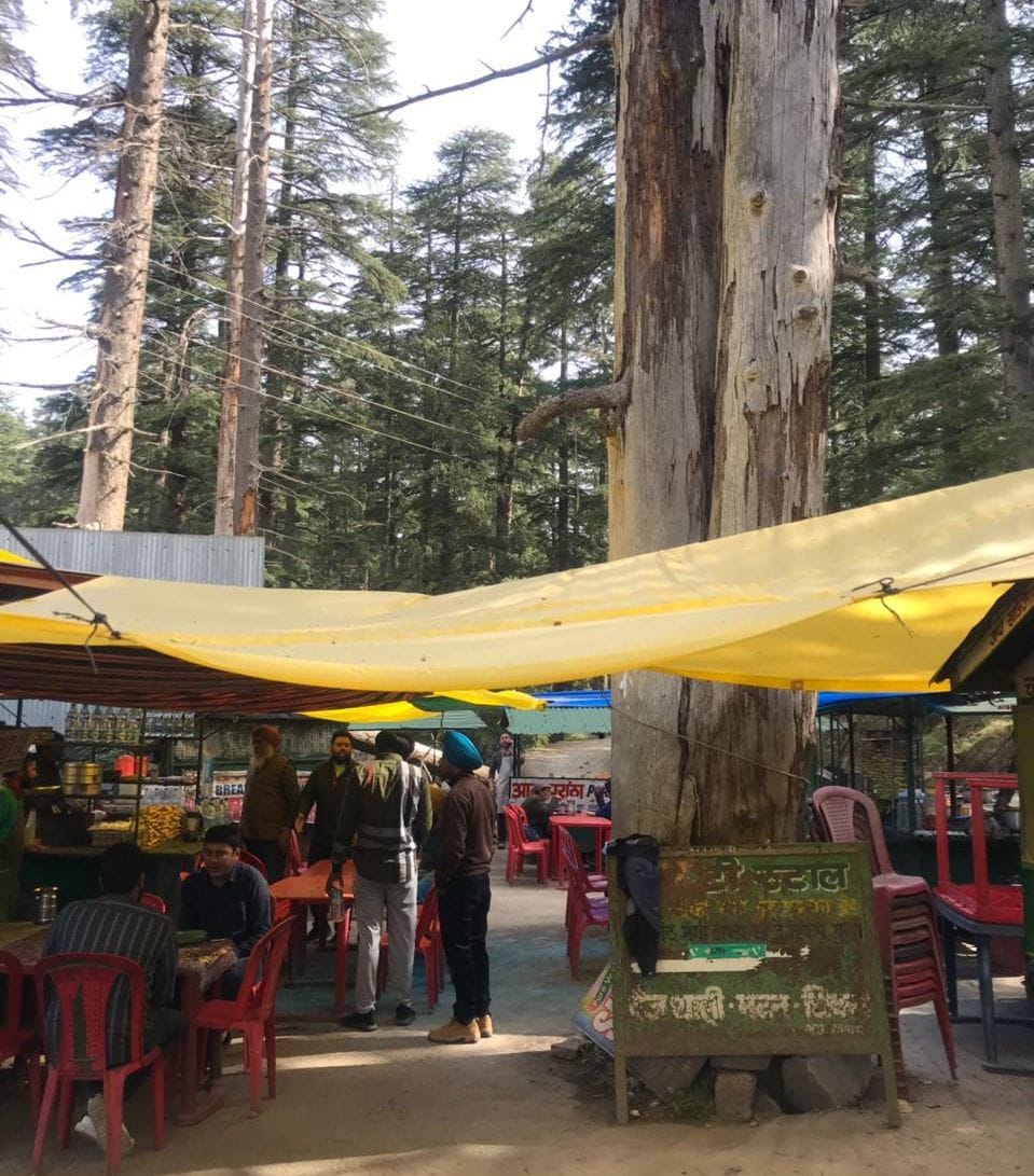 Dry pine tree invites accident