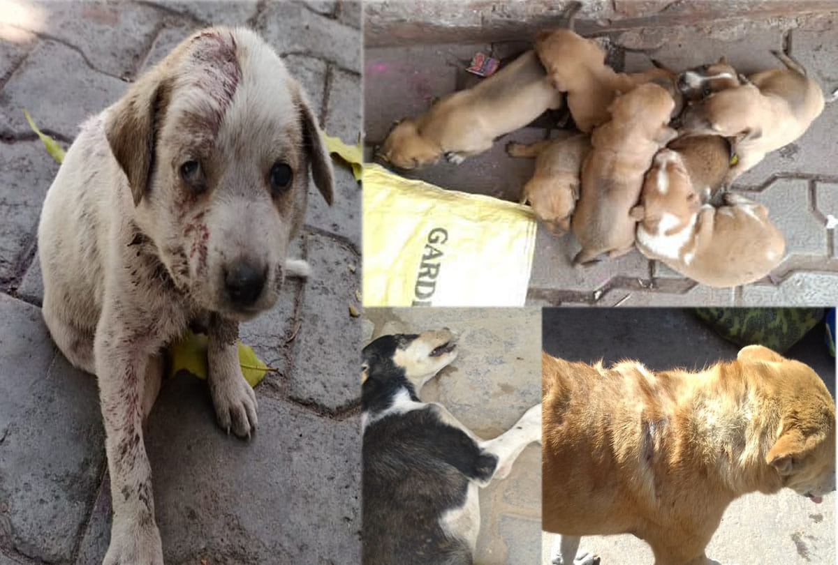 Amar ujala animal lover campaign, Animal cruelty in kanpur
