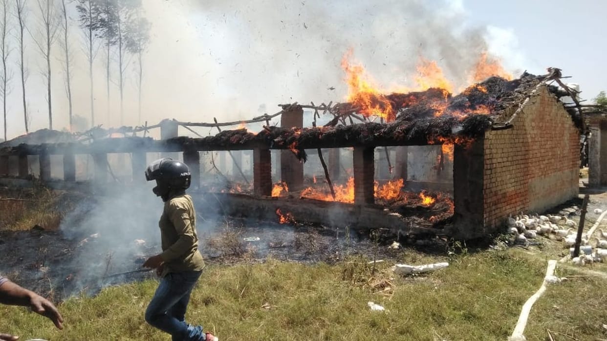 Seven thousand chickens died by scorching fire