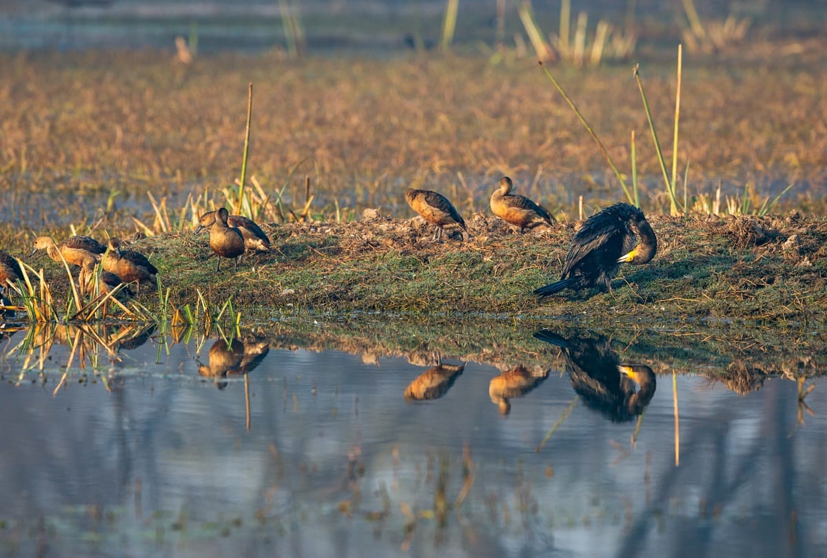 You can go to these places of Bharatpur in summer
