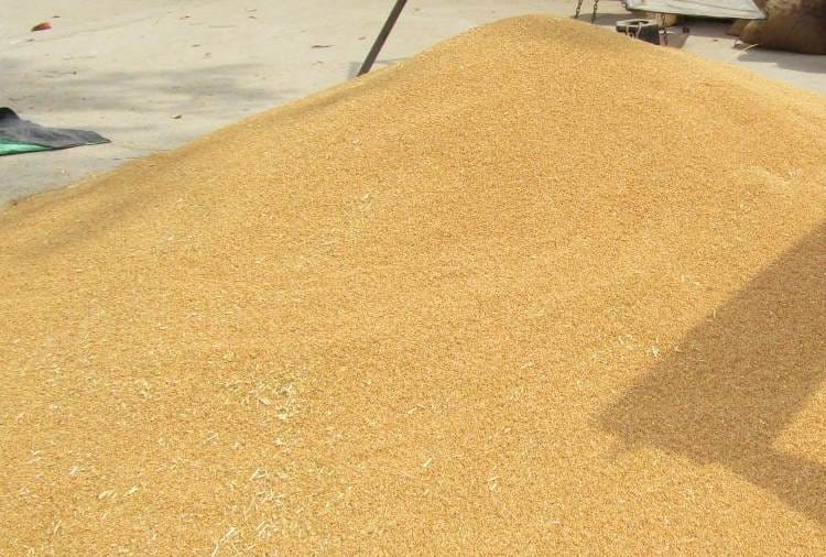 Wheat procurement start from today in Haryana