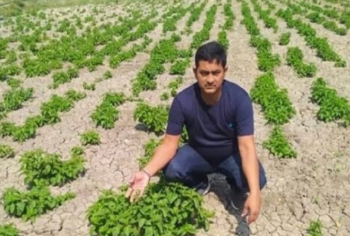 Fact check claim of cultivating world's most expensive vegetable in Bihar is fake