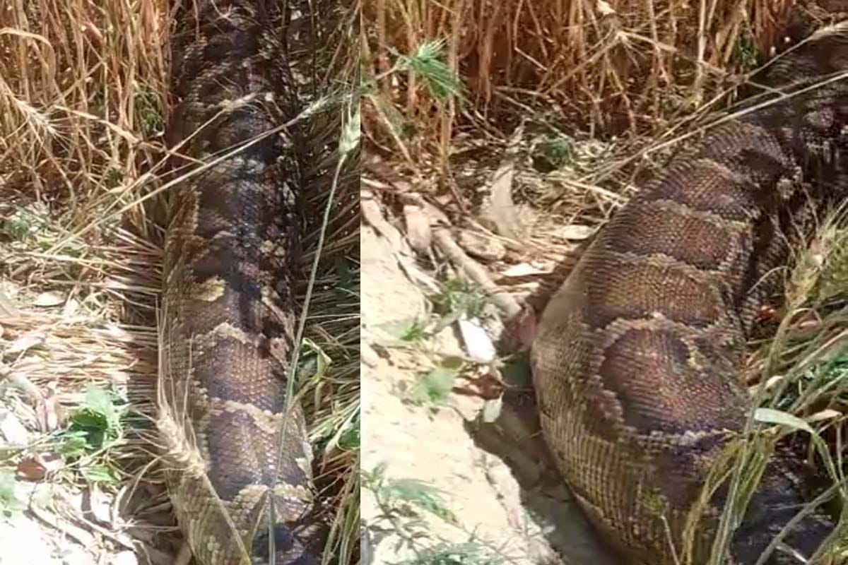 Hastinapur: Farmers scared by seeing twenty five-foot python in the farm