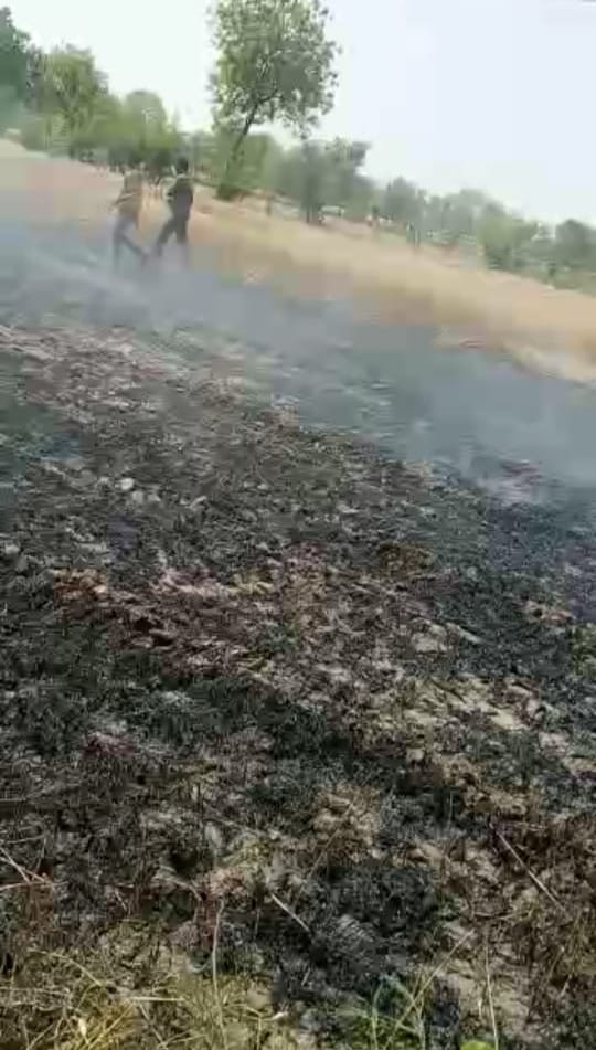 crop burned by hightention line wire
