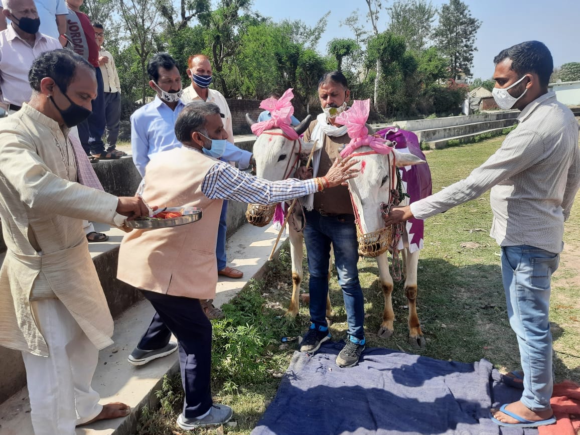 The tradition of Nalwad fair played by symbolic worship of bulls