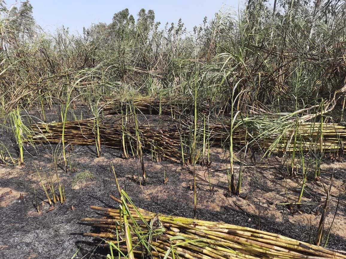 Crop burnt due to spark from electric wires