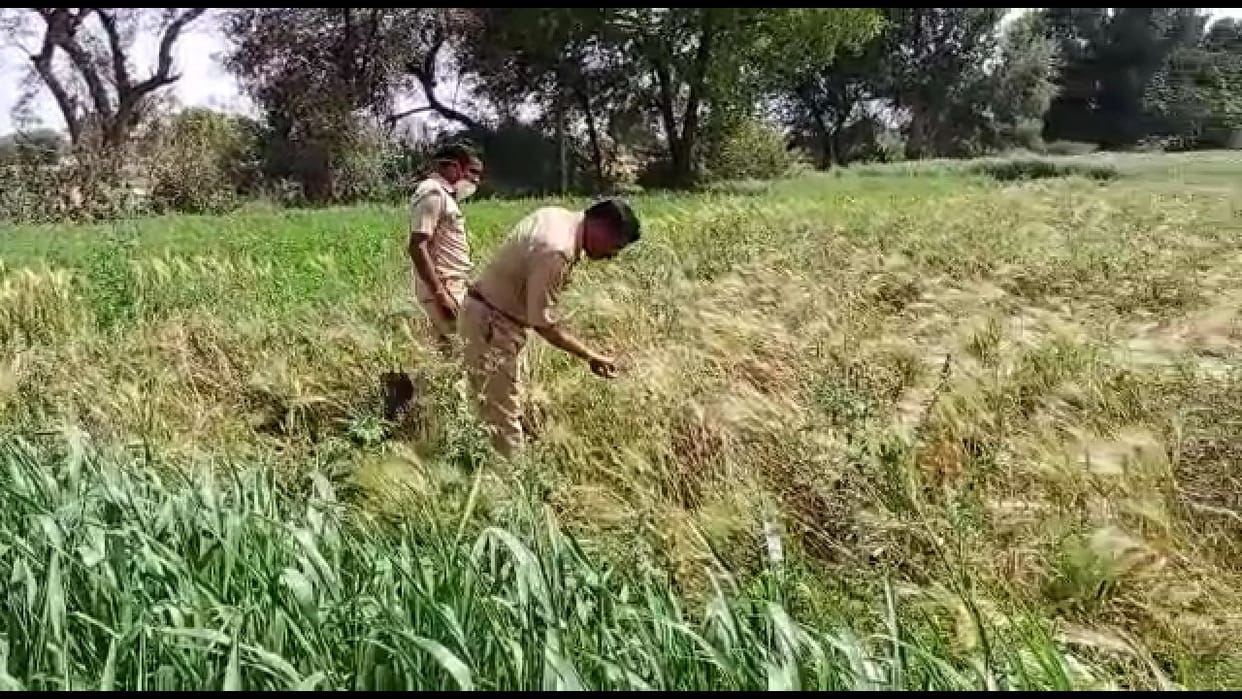 afem ki kheti ki suchna pr police ne kai khet khangale