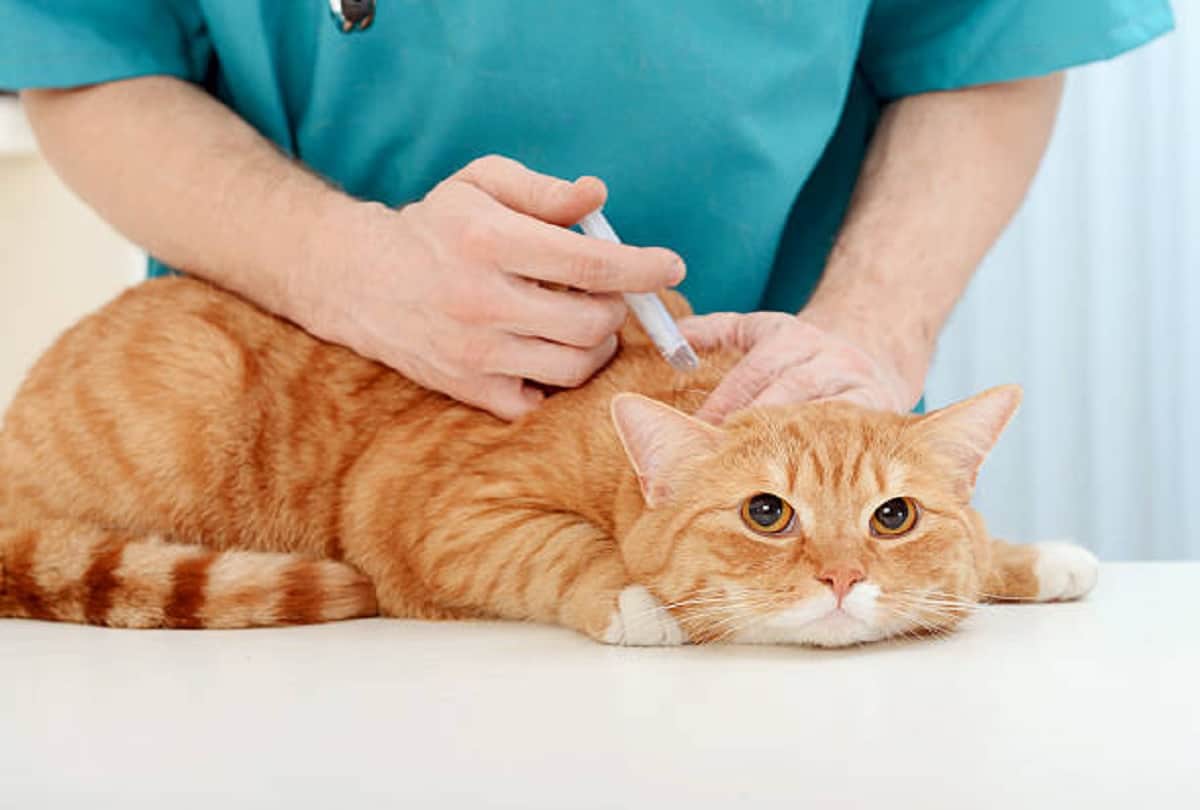 Coronavirus vaccine update Russia registers worlds first Covid 19 vaccine for animals