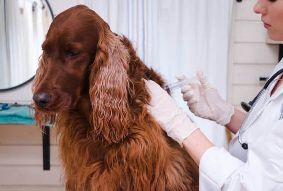 Coronavirus vaccine update Russia registers worlds first Covid 19 vaccine for animals
