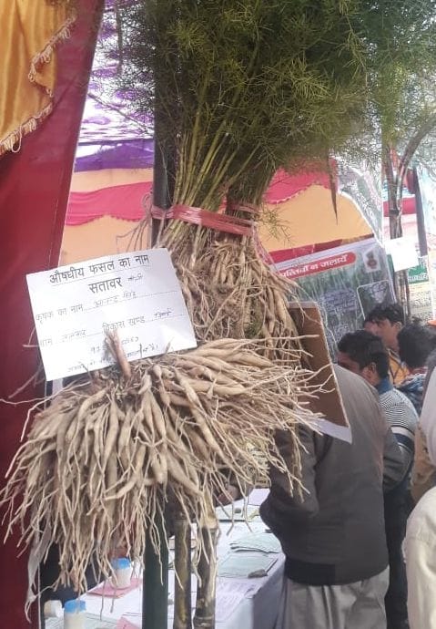 satavar farming