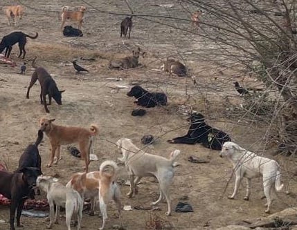 Dogs being attacked by eating animal remains