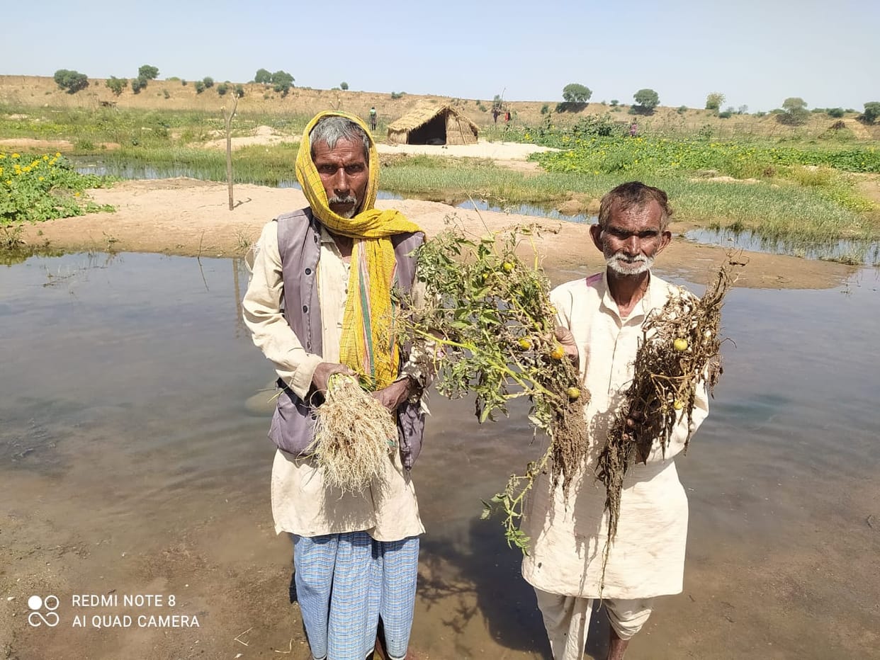 Betwa's water level rises, 50 bigha vegetable wasted