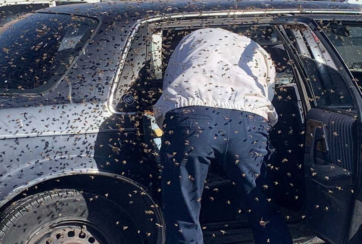 Bee Swarm that Invaded Parked Car is Safely Relocated by Off duty Firefighter