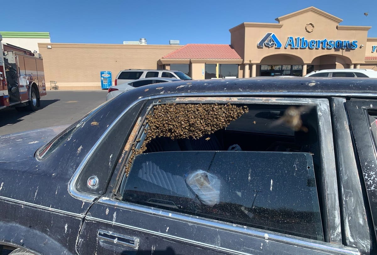 Bee Swarm that Invaded Parked Car is Safely Relocated by Off duty Firefighter