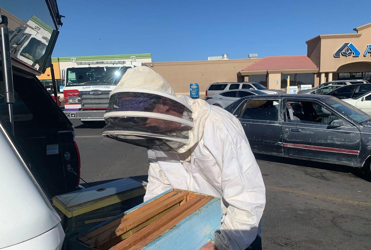 Bee Swarm that Invaded Parked Car is Safely Relocated by Off duty Firefighter