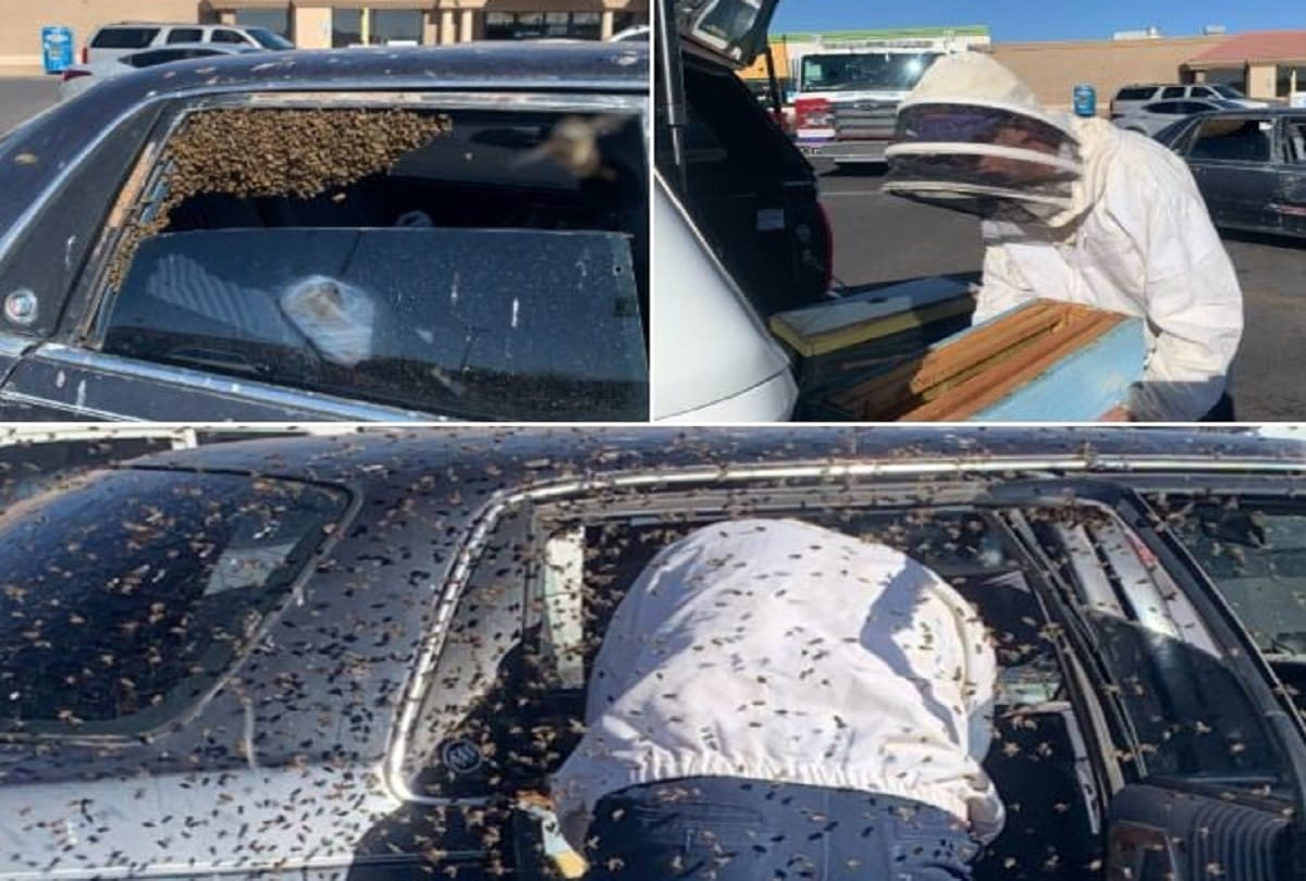 Bee Swarm that Invaded Parked Car is Safely Relocated by Off duty Firefighter