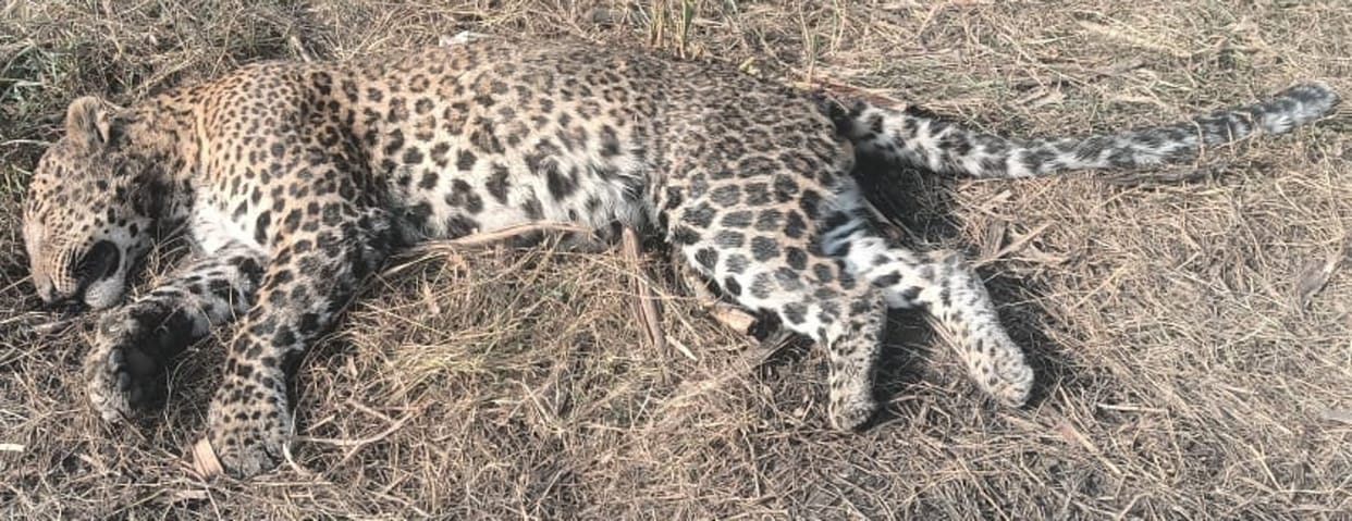 The leopard was killed by hitting with a sharp object