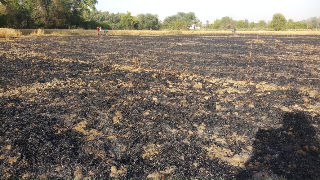 Four bigha wheat crop burnt by fire