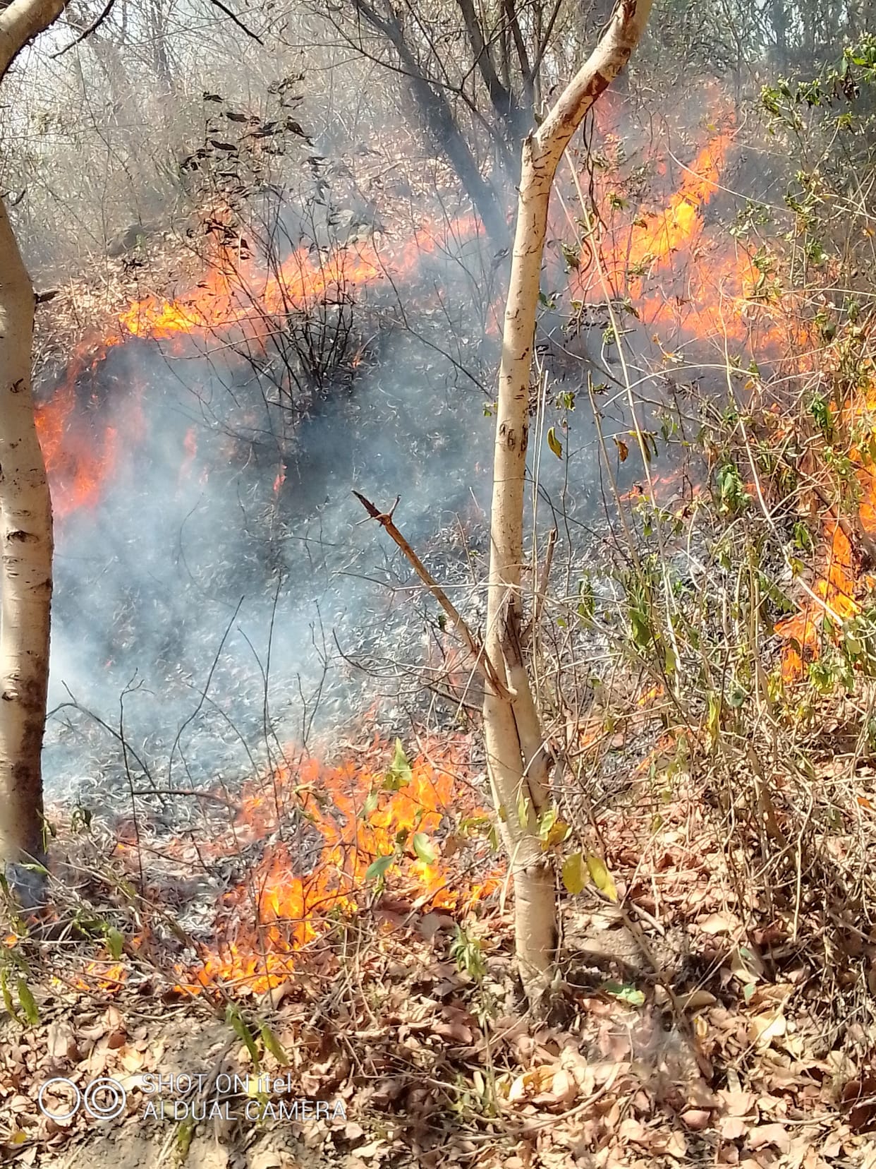 Millions of forest wealth destroyed by fire in Sorad and Jhirladi