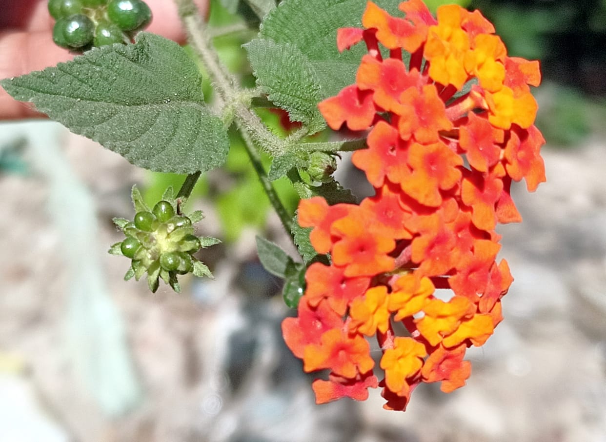 Kaal for other vegetation is becoming 'Satanashi'