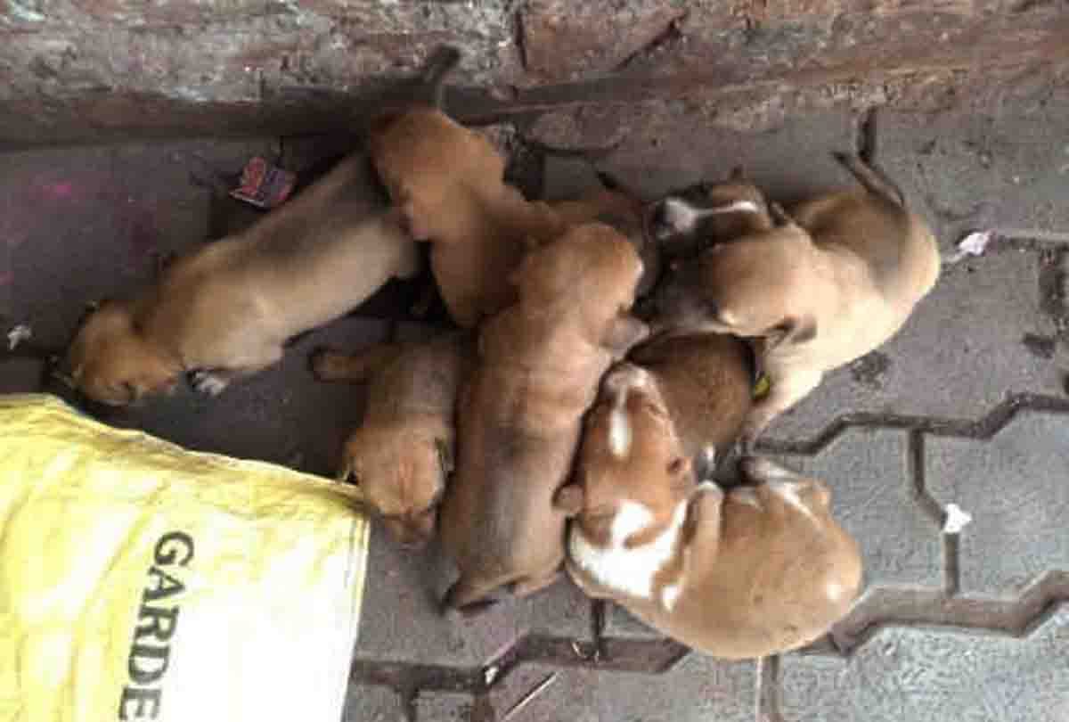 husband and wife accused of killing nine newborn puppies by drowning them in Bisauli Budaun
