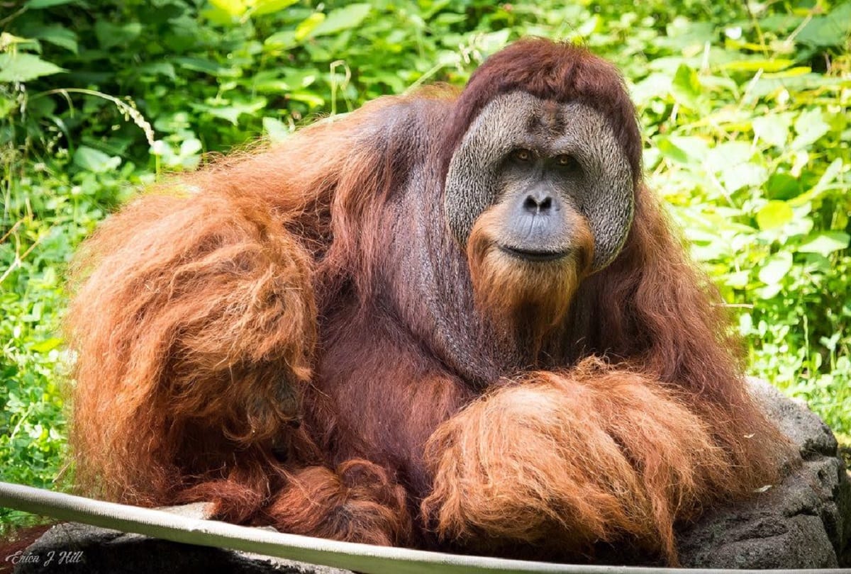 The great apes tapanuli orangutans may extinct soon