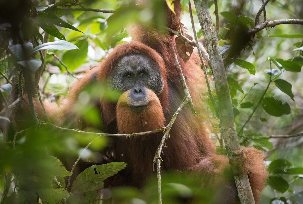 The great apes tapanuli orangutans may extinct soon