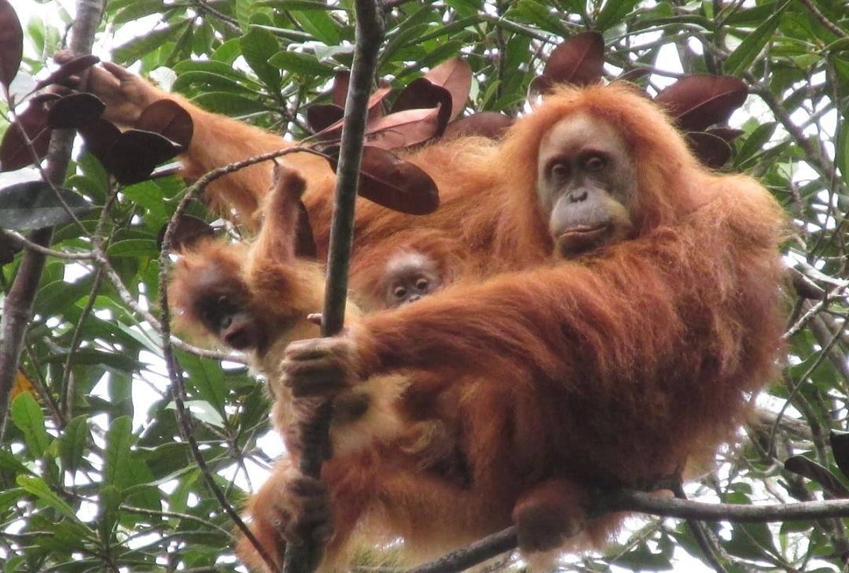 The great apes tapanuli orangutans may extinct soon