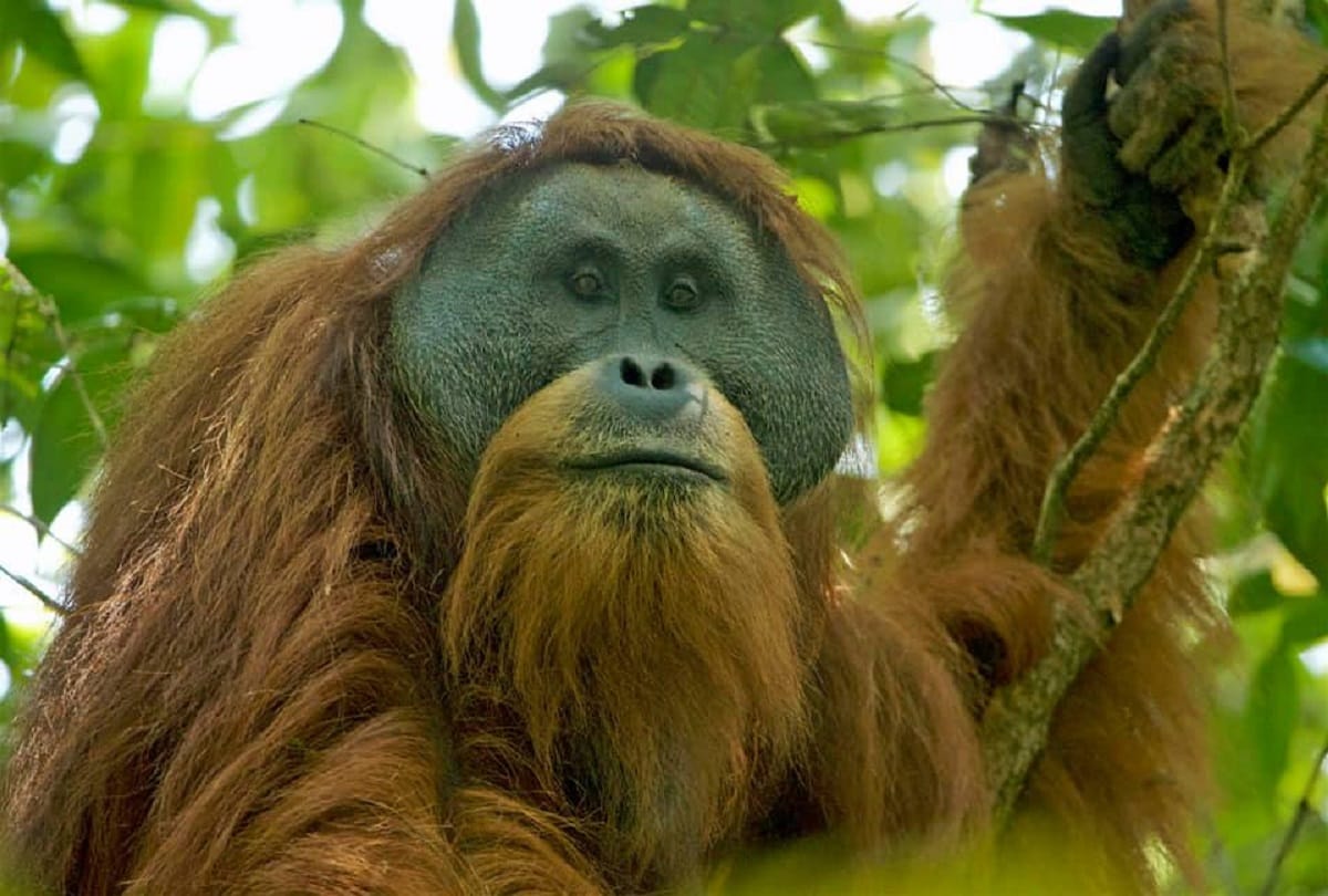 The great apes tapanuli orangutans may extinct soon