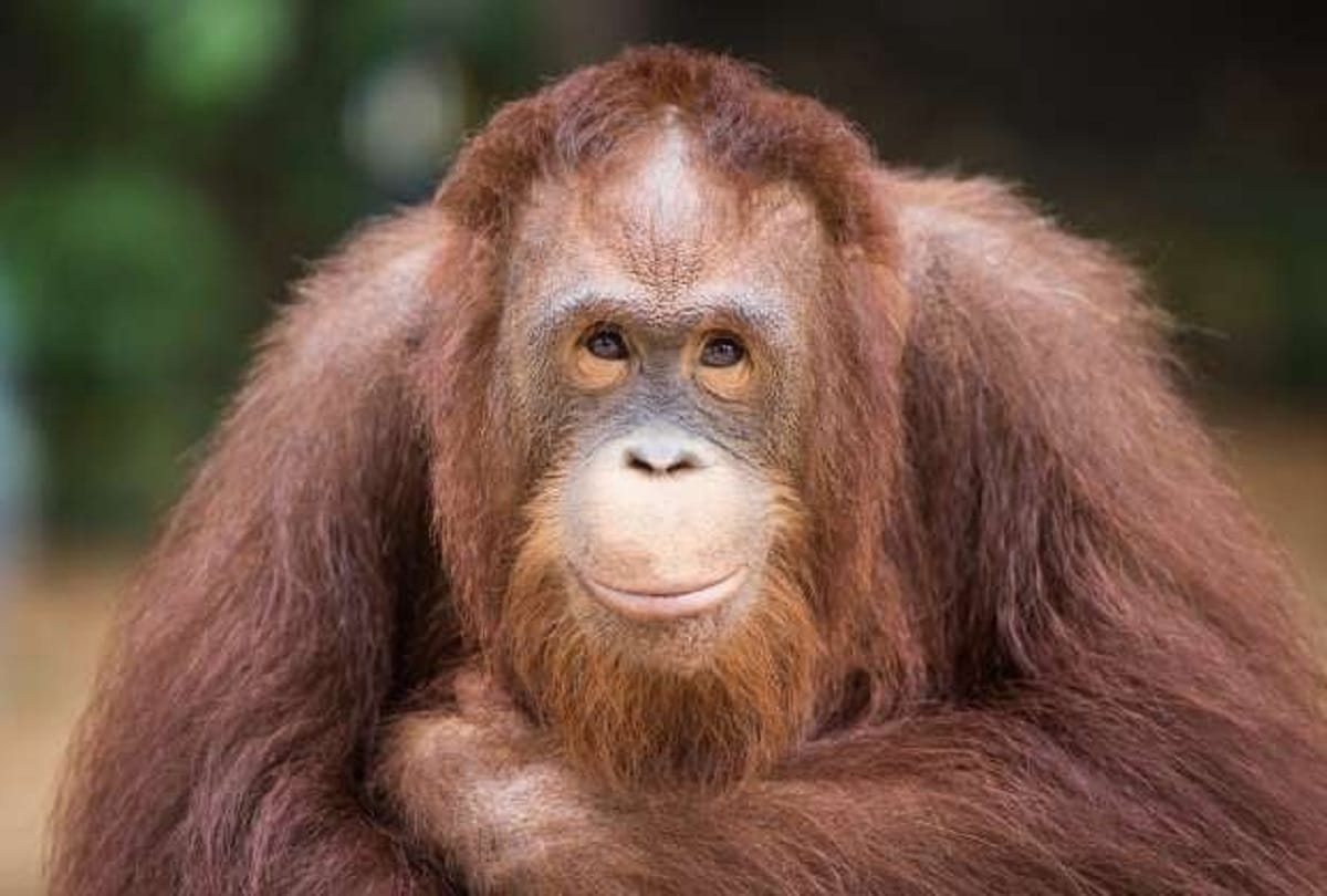 The great apes tapanuli orangutans may extinct soon