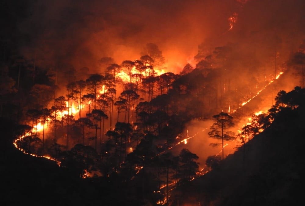 Uttarakhand News: Horrific Wildfire in Forest Area of Haldwani and Garhwal, Many People Scorched Photos