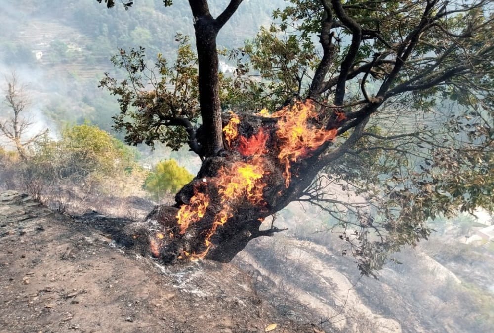 Uttarakhand News: Horrific Wildfire in Forest Area of Haldwani and Garhwal, Many People Scorched Photos