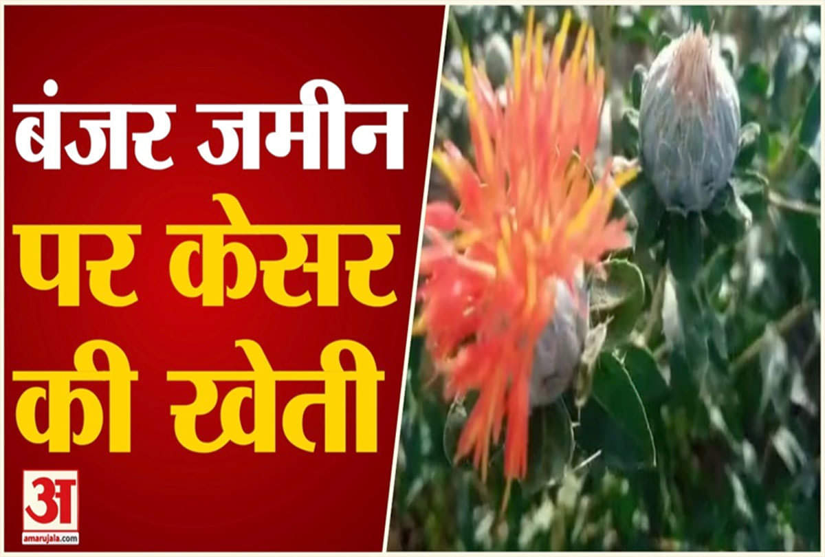 केसर की खेती