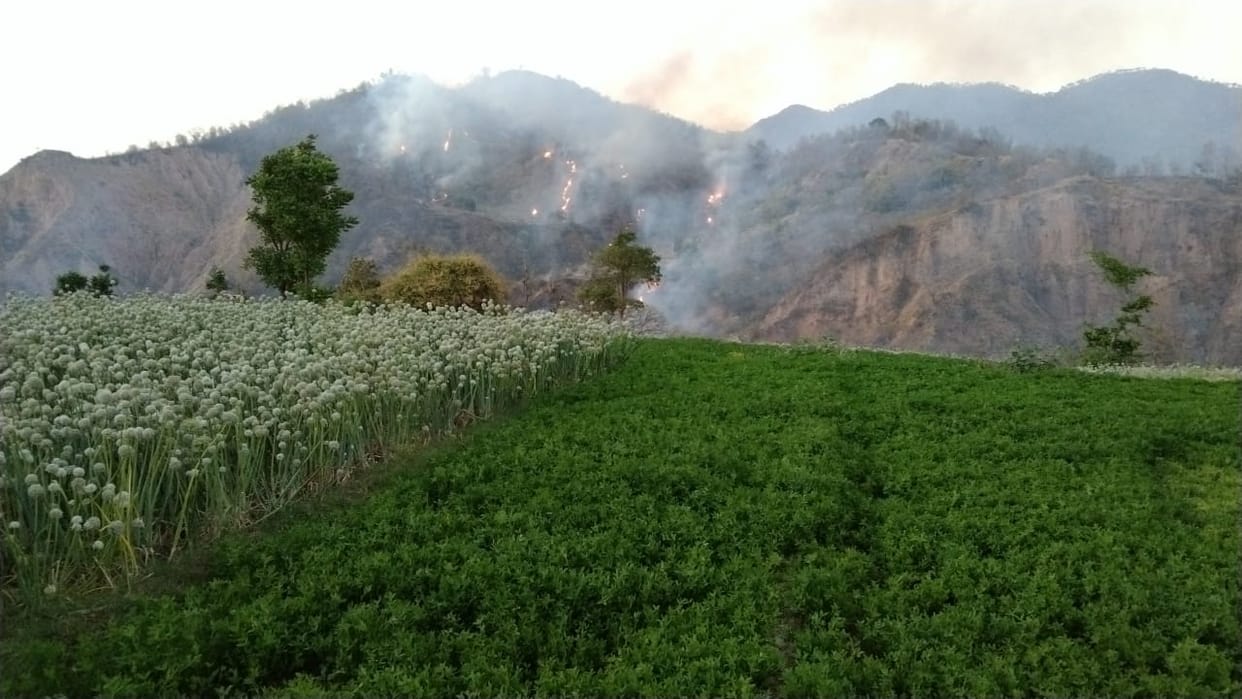 Fire in the forest near Shergujaran .. Greenery burnt
