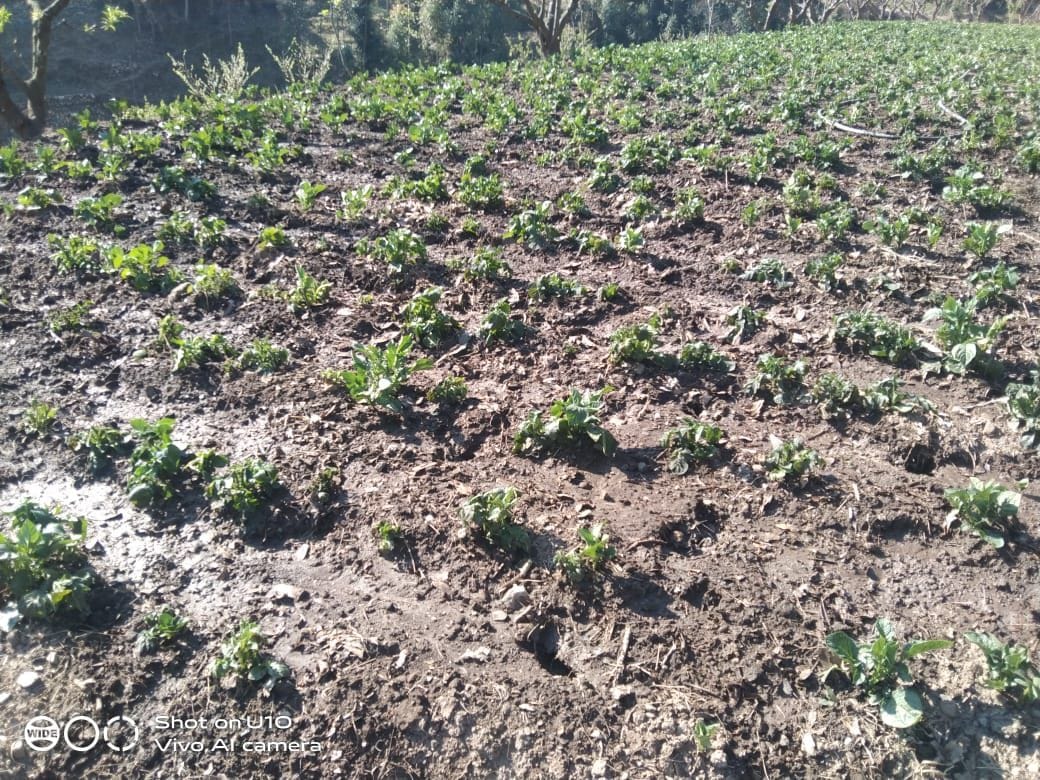 Potato crop drying from frost