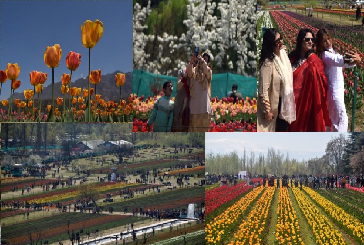Tulip festival begins in Srinagar jammu kashmir festival was inaugurated by Lieutenant Governor Manoj Sinha