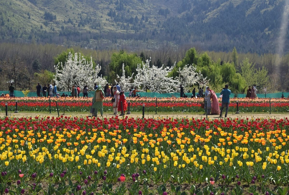 Tulip festival begins in Srinagar jammu kashmir festival was inaugurated by Lieutenant Governor Manoj Sinha