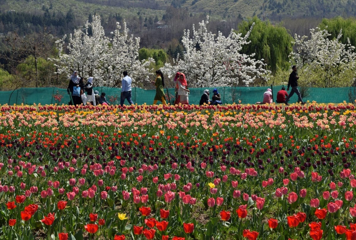 Tulip festival begins in Srinagar jammu kashmir festival was inaugurated by Lieutenant Governor Manoj Sinha