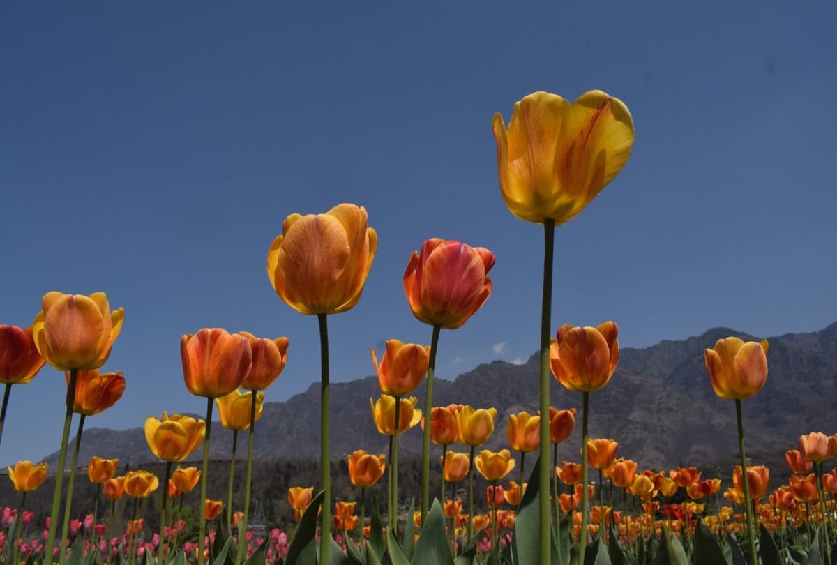 Tulip festival begins in Srinagar jammu kashmir festival was inaugurated by Lieutenant Governor Manoj Sinha