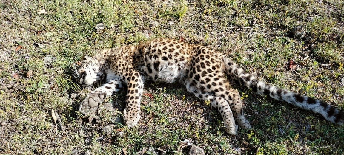 Dead leopard found in Bayana Panchayat, chamba news