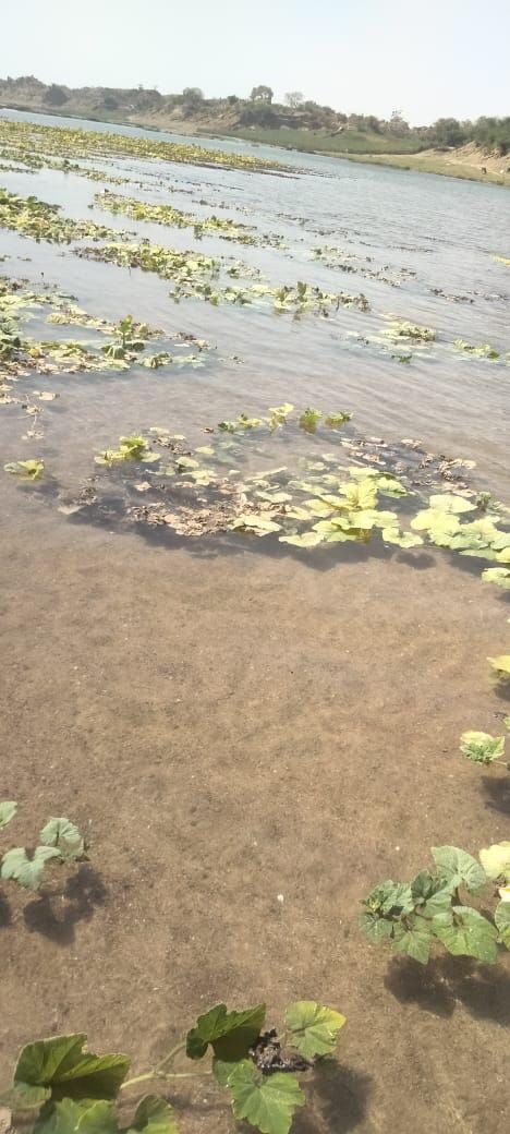 Betwa river's water level rises by two meters, vegetables submerged