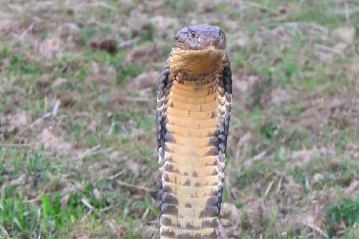 King Cobra was rescued at a tea estate in Nagaon in assam