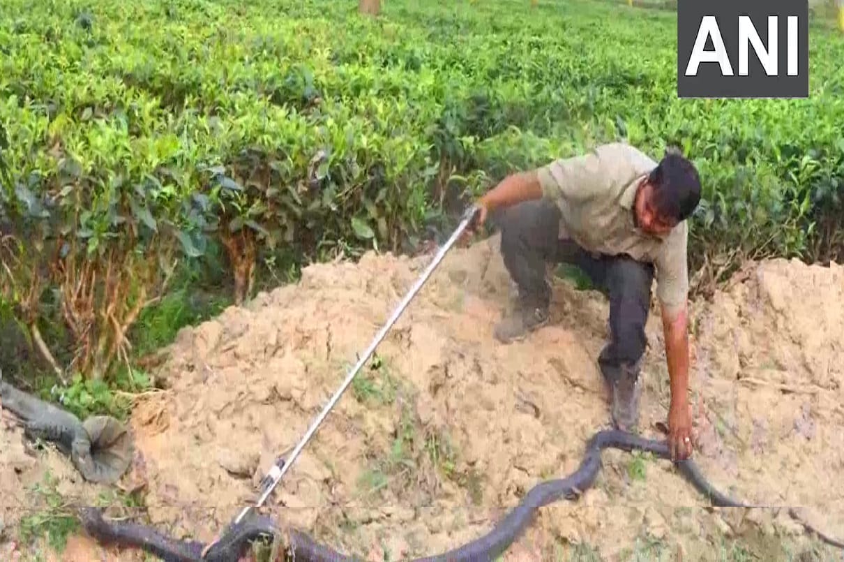 King Cobra was rescued at a tea estate in Nagaon in assam