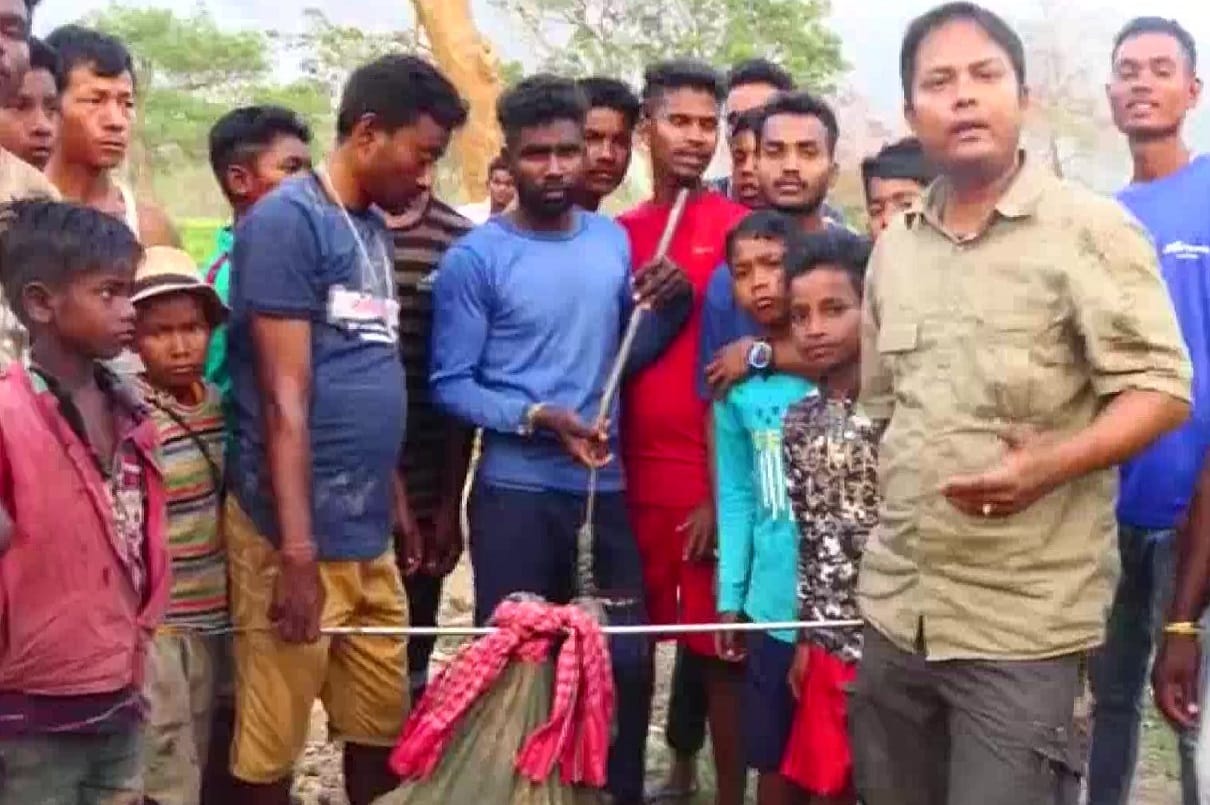 King Cobra was rescued at a tea estate in Nagaon in assam