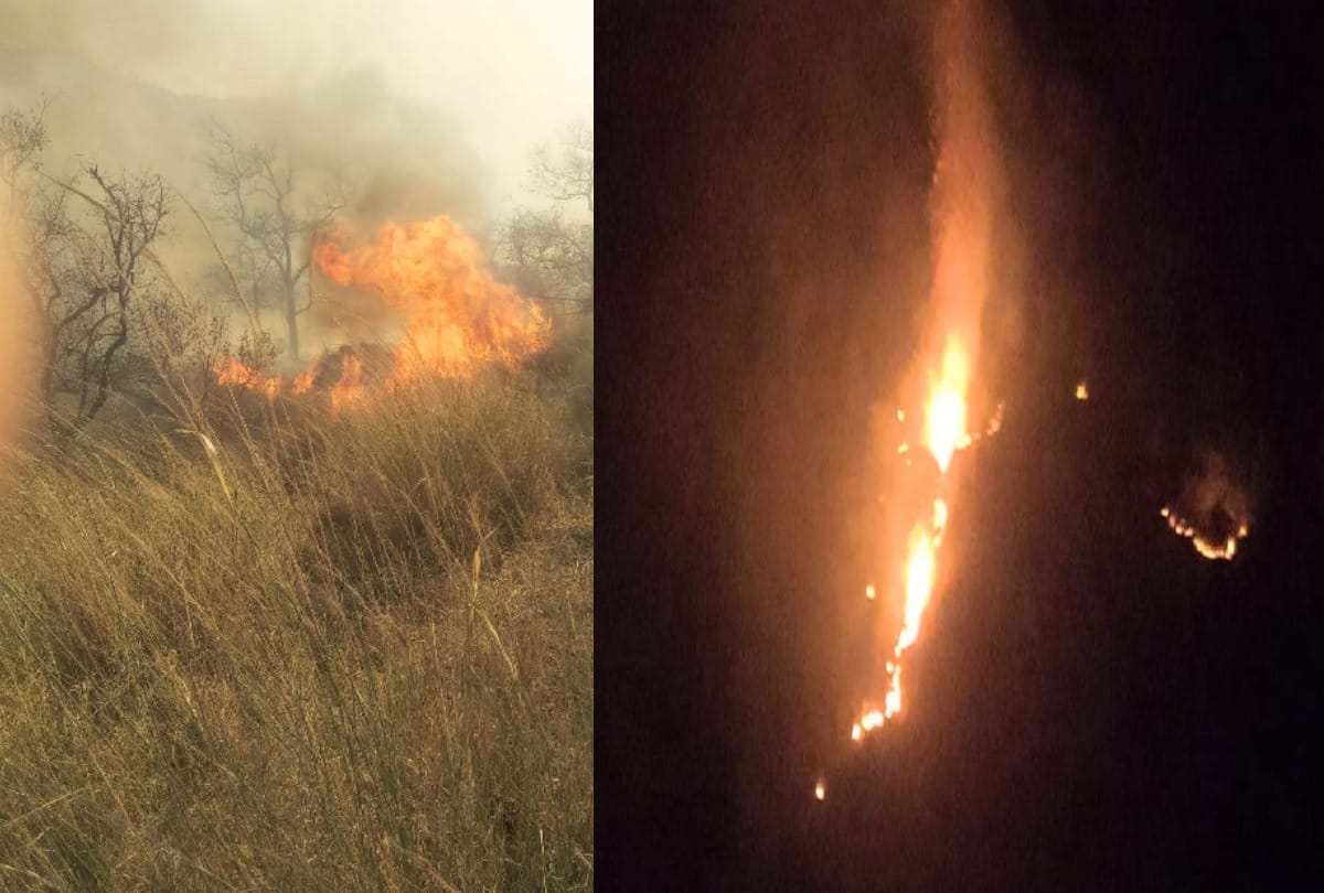 forest fire: Himachal's forests are burning, forest wealth worth crores of ashes