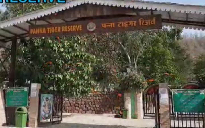 Up Board,MP,river,tiger,animal
